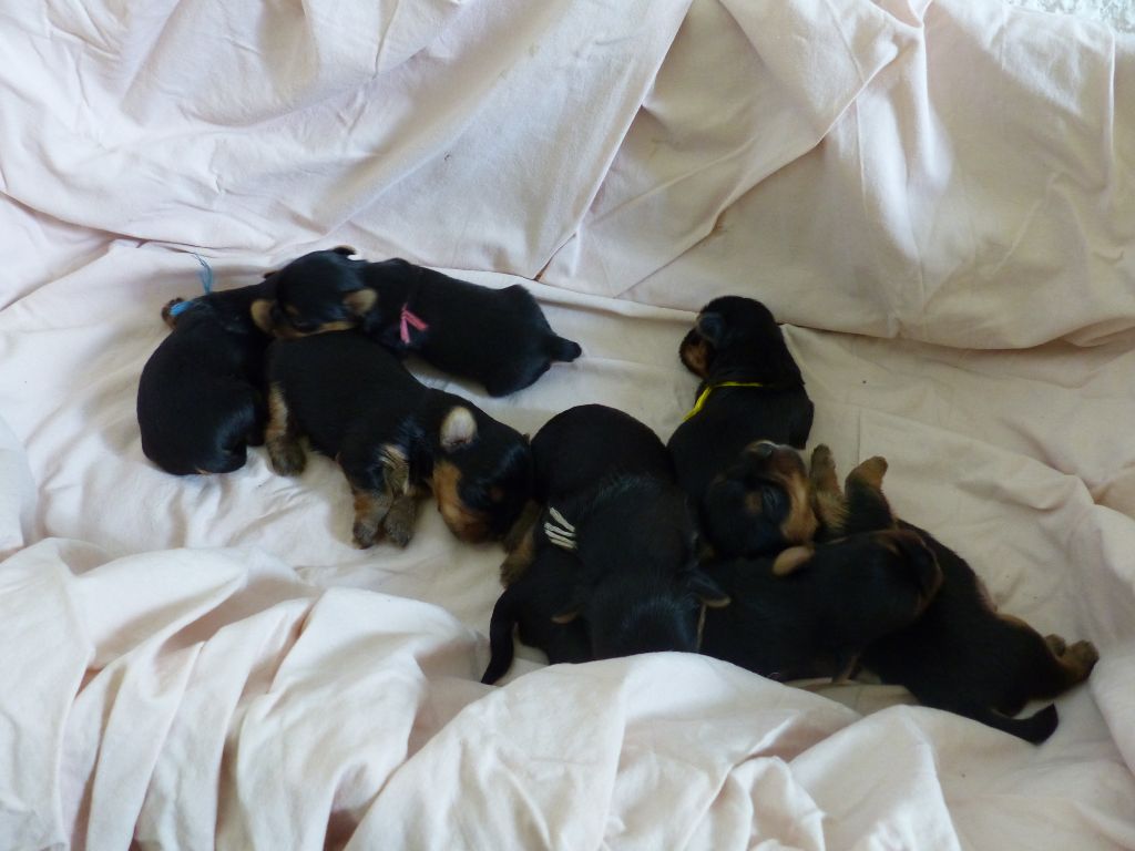 chiot Yorkshire Terrier Des Joly's Puppies