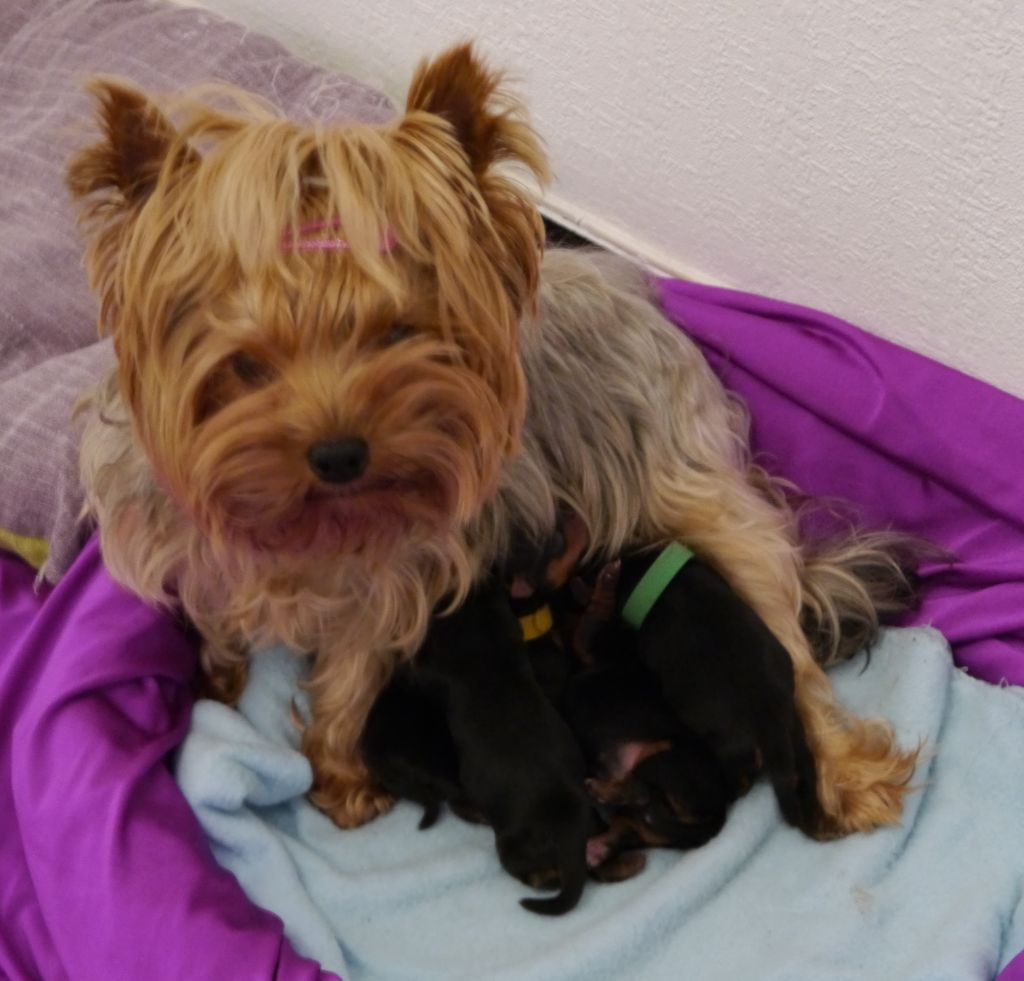chiot Yorkshire Terrier Des Joly's Puppies