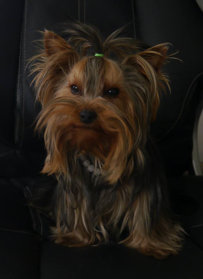 Nicole newman Des Joly's Puppies