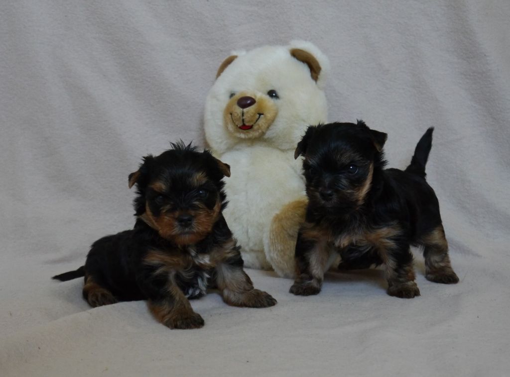 Les puppies