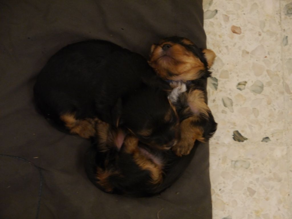 Des Joly's Puppies - Yorkshire Terrier - Portée née le 04/05/2019