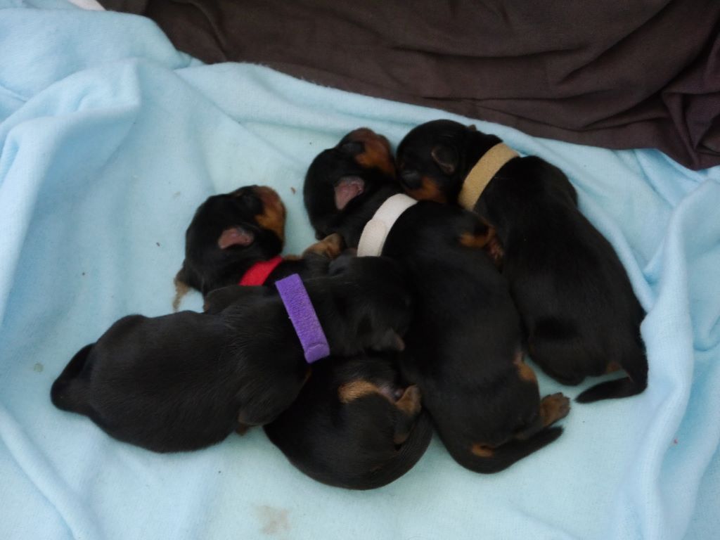 Des Joly's Puppies - Yorkshire Terrier - Portée née le 12/05/2017