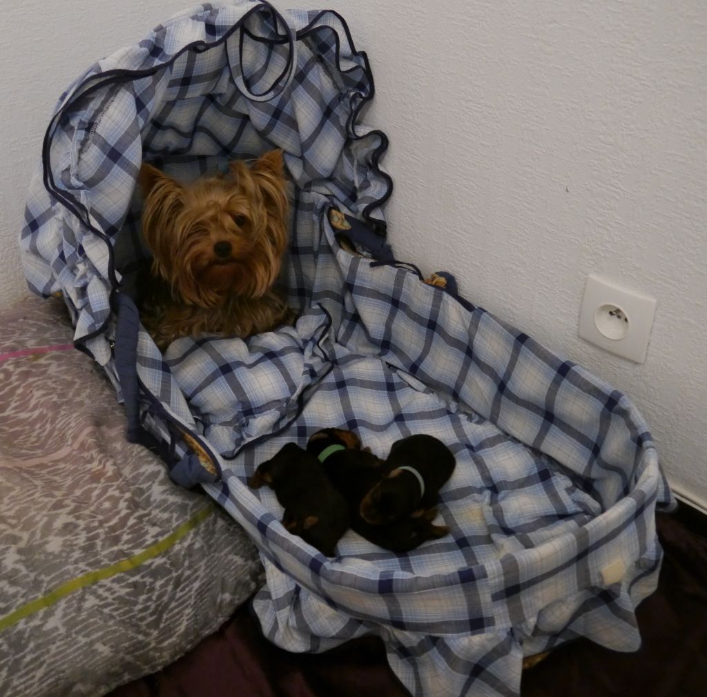 Des Joly's Puppies - Yorkshire Terrier - Portée née le 30/10/2019