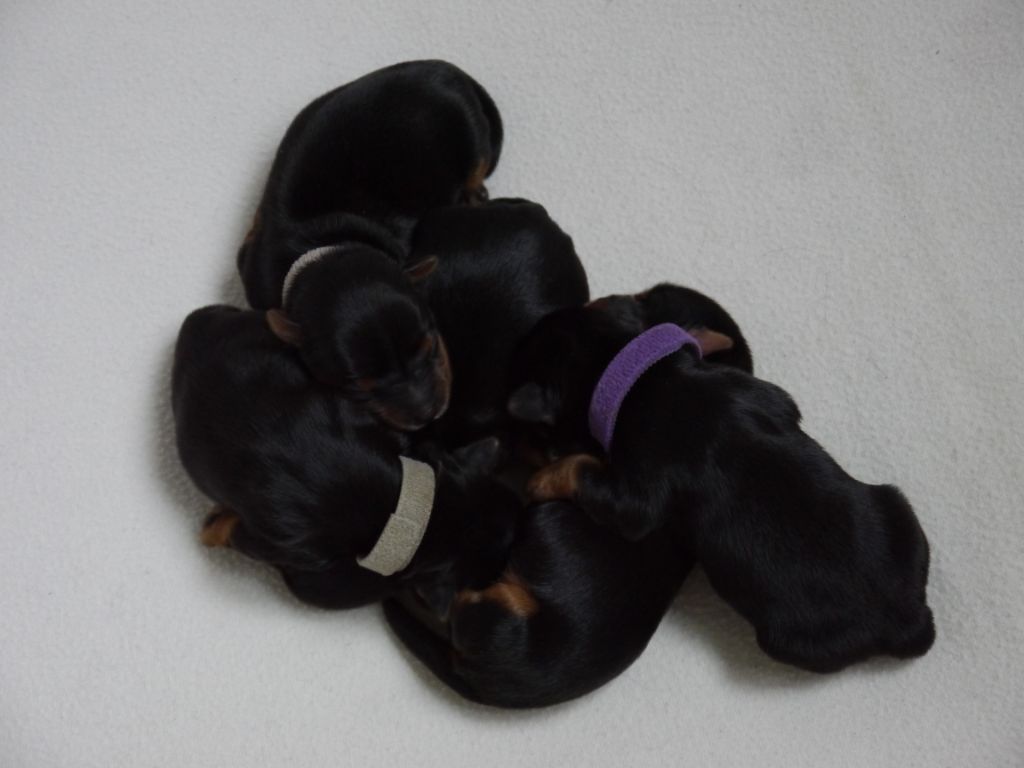 Des Joly's Puppies - Yorkshire Terrier - Portée née le 24/11/2019